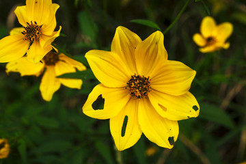 Yellow wildflowers in the wetland at Bean Blossom Bottoms wetland preserve in Southern, Indiana.