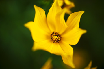 Yellow wildflowers in the wetland at Bean Blossom Bottoms wetland preserve in Southern, Indiana.