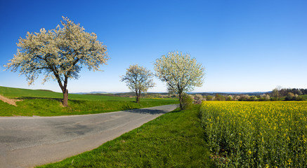 Road in the Spring
