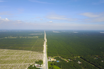 Aerial view of palm plantation with dramatic blue sky at background.