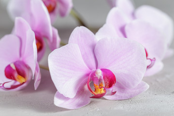 Naklejka na ściany i meble Pink orchid flower over grey concrete background