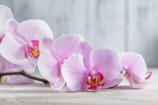Fototapeta Pink orchid flower over grey concrete background