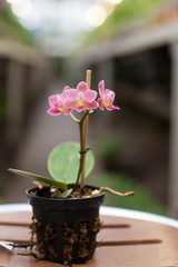  Phalaenopsis Orchid flower close up.Floral background.Selective focus.