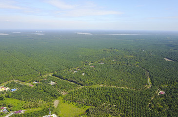 Fototapeta na wymiar Arial view of palm plantation with dramatic blue sky at background.