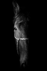 portrait cheval