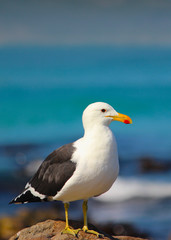 Fototapeta na wymiar Seagull sitting on rocky shores