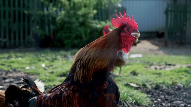 Rooster crowing on poultry farm. Cock and chicken walking in a rural yard