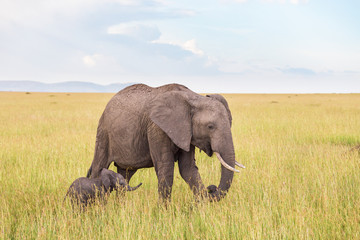 Fototapeta na wymiar Elephant calf walking with his mother in the savanna