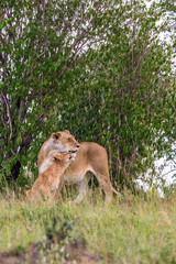Naklejka premium Lioness with cub cuddling with each other