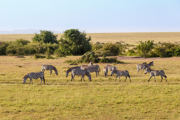Fototapeta na wymiar Grazing zebras on the savannah in the Masai Mara