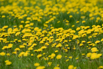 Field of yellow dandelions