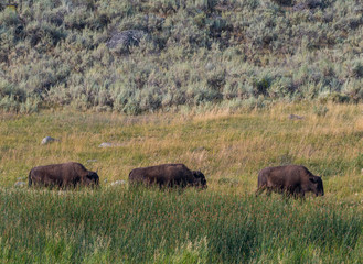 Three Bison Mosey Across Field