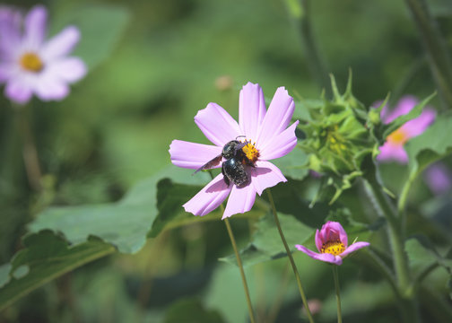 Violet bumblebee xylocopa and Cosmos flowers in a garden