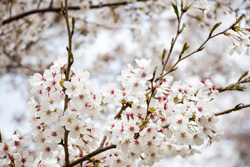 Closed up of beautiful Sakura (Cherry blossom) flower background