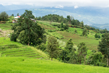 Wonderful rice terraces in Thailand