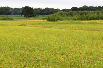 Fototapeta premium 秋の田んぼ