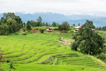Wonderful rice terraces in Thailand