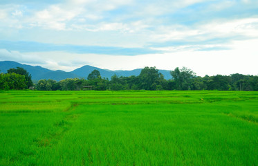 rice field with mountain and blue sky