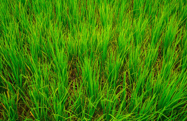 rice field