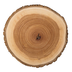 Tree wood cut isolated on white background.