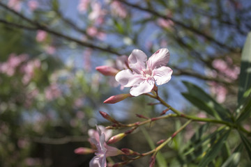 Blossom tree over nature background / Spring flowers / Spring Background
