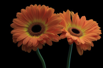 Orange Starburst