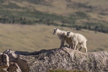 Obraz na płótnie Canvas Pair of Cute Mountain Goat Kids