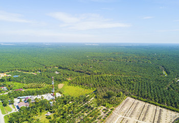 Obraz premium Arial view of palm plantation with dramatic blue sky at background.