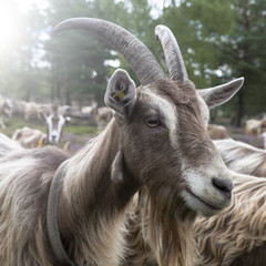 Ziege auf der Heide, Portrait