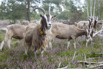 Ziegen auf der Heide