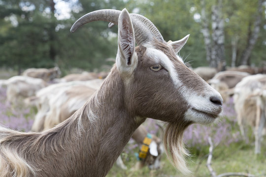 Ziege auf der Heide, Portrait