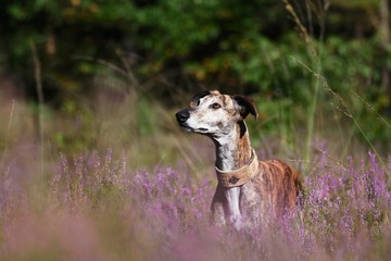 Galgo steht in blühender Heide