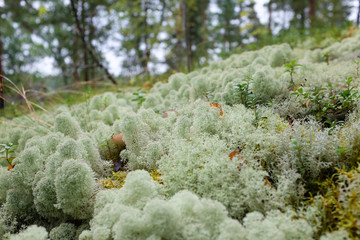 Forest ground with lichen (Cladonia). Grey nature pattern in forest, Finland,