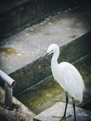 White heron is on the dock.