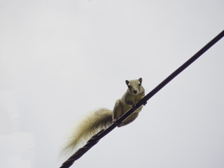 Squirrel climb the wires.