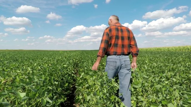 Senior farmer walking in a soybean field and examining crop.	