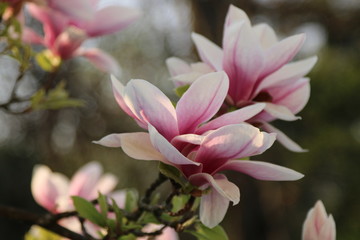 Fototapeta premium Magnolien Blüte