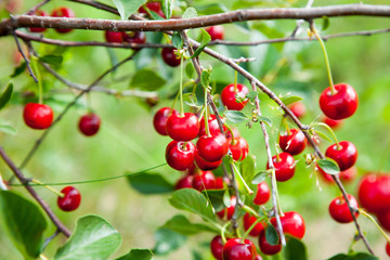 Red Cherries on Branches