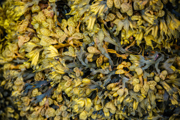 Closeup of wet yellow algae (Bladder wrack) on a rock on the beach at low tide