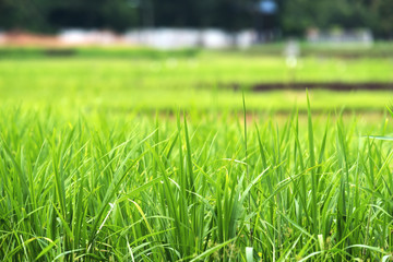 Fototapeta premium Closeup image of green rice field with blur nature background