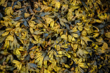 Closeup of wet yellow algae (Bladder wrack) on a rock on the beach at low tide