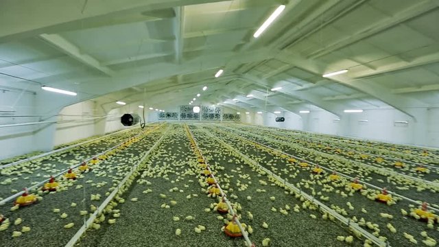 Modern chicken farm