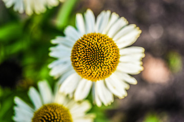 White swan coneflower blooming in garden, summer sunny day.