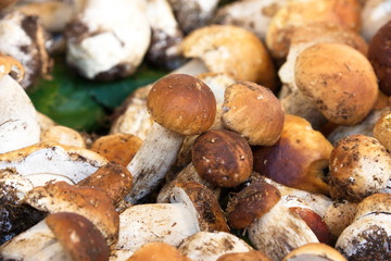 funghi porcini