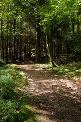 Wanderweg im Thüringer Wald
