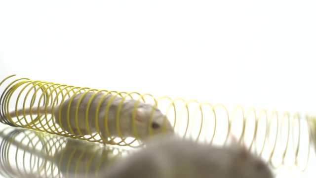 White mouse runs through the yellow spring to another mouse