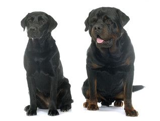Obraz premium rottweiler and labrador retriever