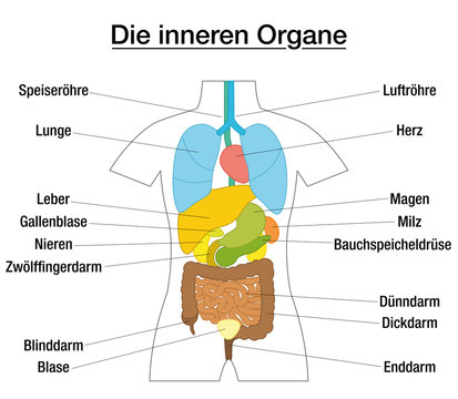 Inner organs - schematic chart with colored organs and appropriate names in german language - isolated vector illustration on white background.