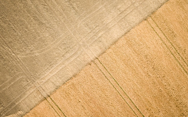 Wheat field  aerial view. Birds eye drone view looking directly down onto a field of golden wheat with tractor marks creating an abstract pattern.