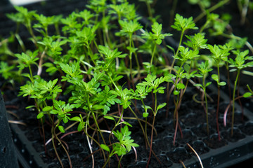 small Marigold saplings tree in black pots